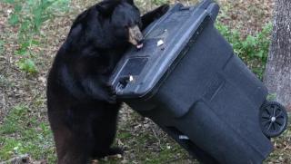 black bear trying to get into a black garbage can
