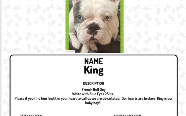 Lost Dog Flyer with white French bulldog on it named king.