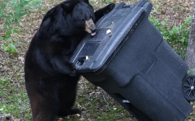 black bear trying to get into a black garbage can