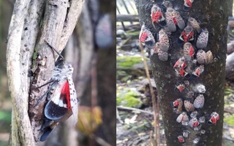 spotted lantern fly on a tree and multiple spotted lantern flies on a tree