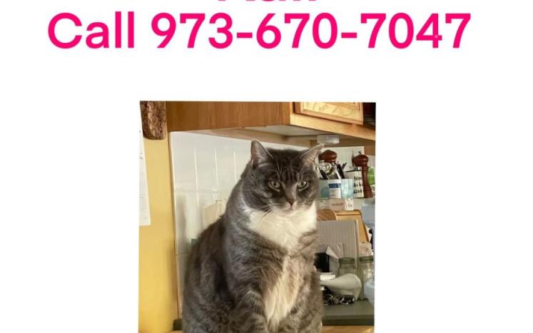 flyer for missing gray and white cat